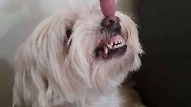 Snoopy long hair gets boops.