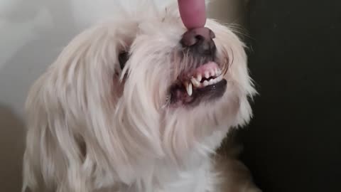 Snoopy long hair gets boops.