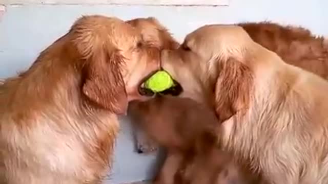 Best Funny dogs Videos 2021