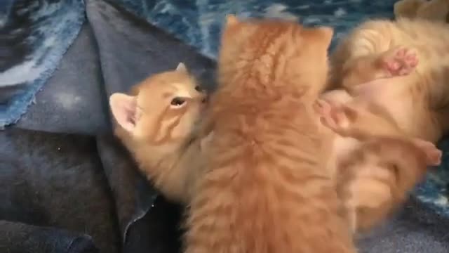 The kitten plays in front of its mother