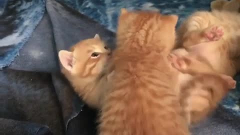 The kitten plays in front of its mother