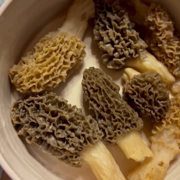 Morel mushroom