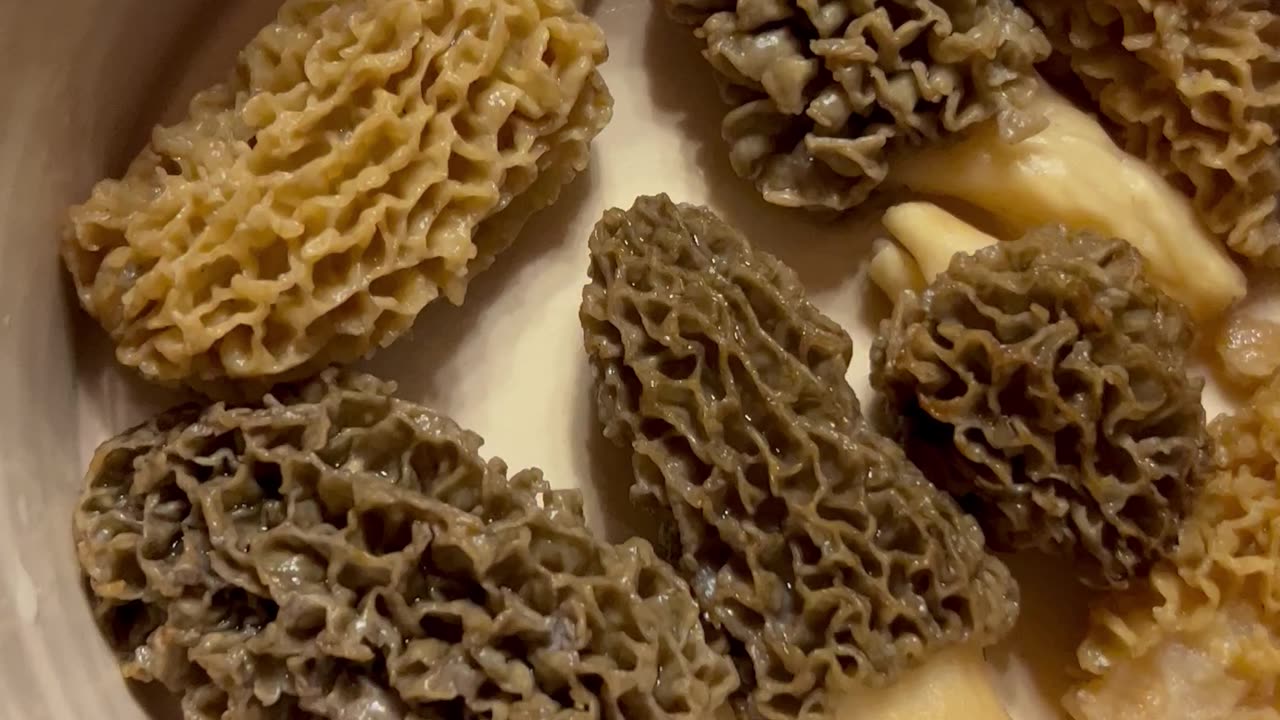 Morel mushroom