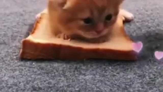Cute cat Video 🥰