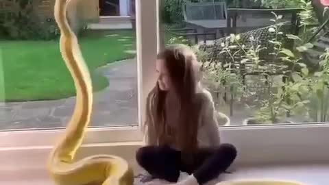 huge python and little girl