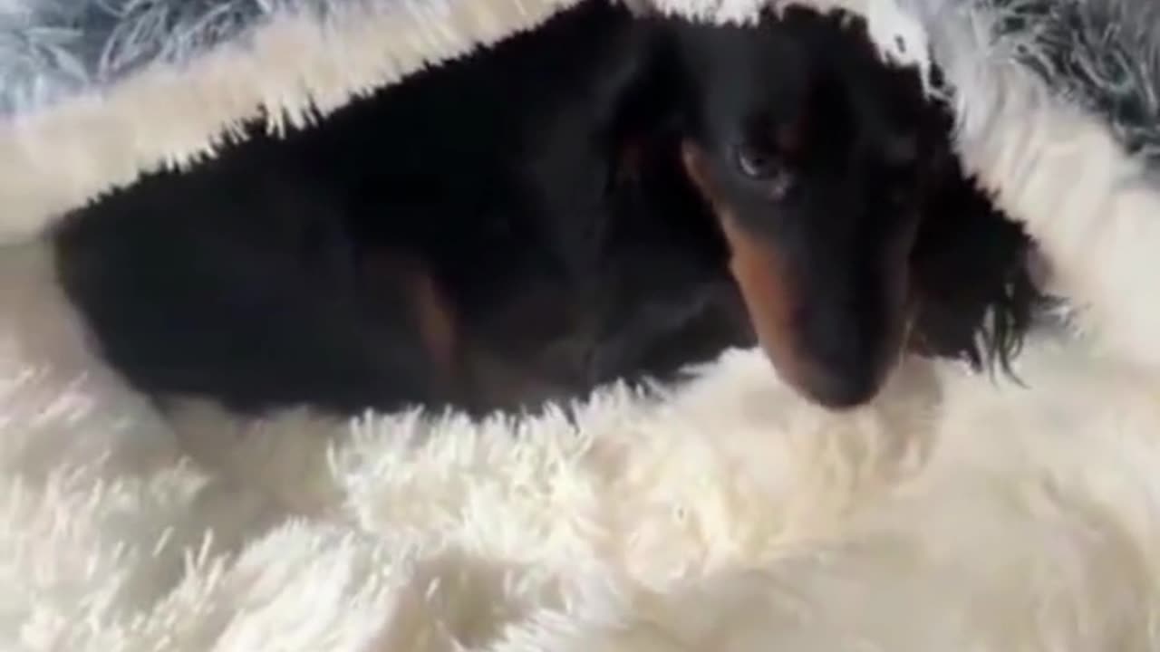Cozy Pet Cave_Get Yours Now