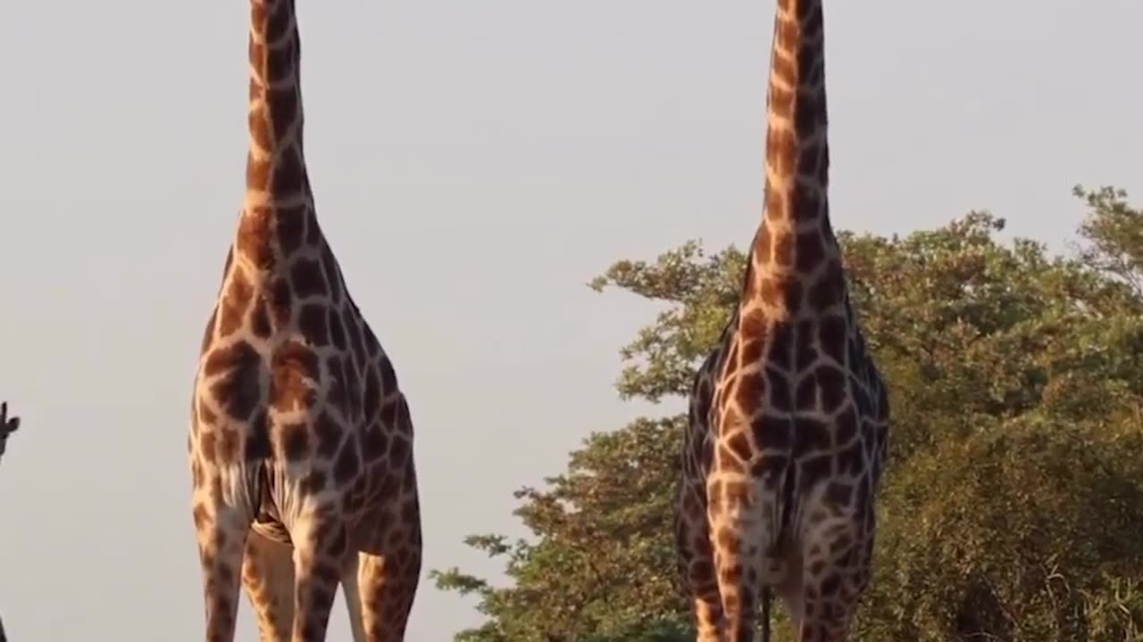 GIRAFFE GOSSIP 🤣🤣