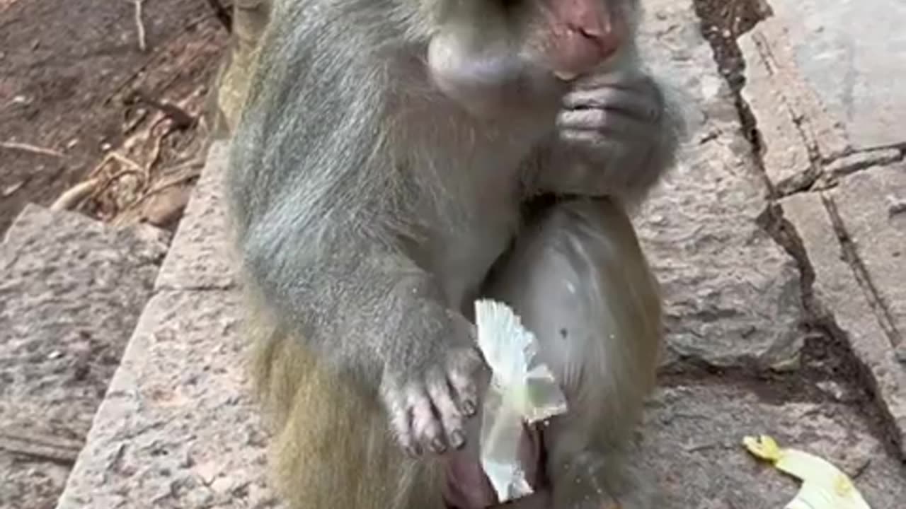 FUNNY MONKEY ##