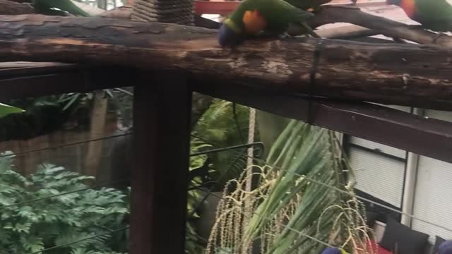 Colorful Wild Birds are Comfortable with Homeowner