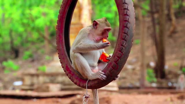 Monkey eating froot