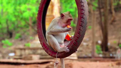 Monkey eating froot