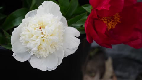 FULL PEONY TOUR: Peony Garden Tour