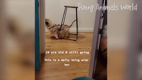 Funniest Cats And Dogs Videos 😅 - Best Funny Animal Videos 2023