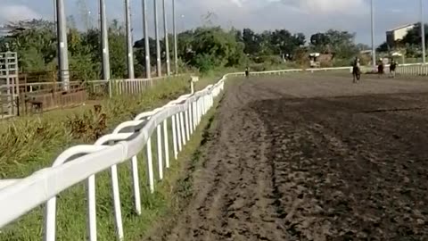 Race horses morning exercise