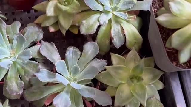 Lots of beautiful potted plants