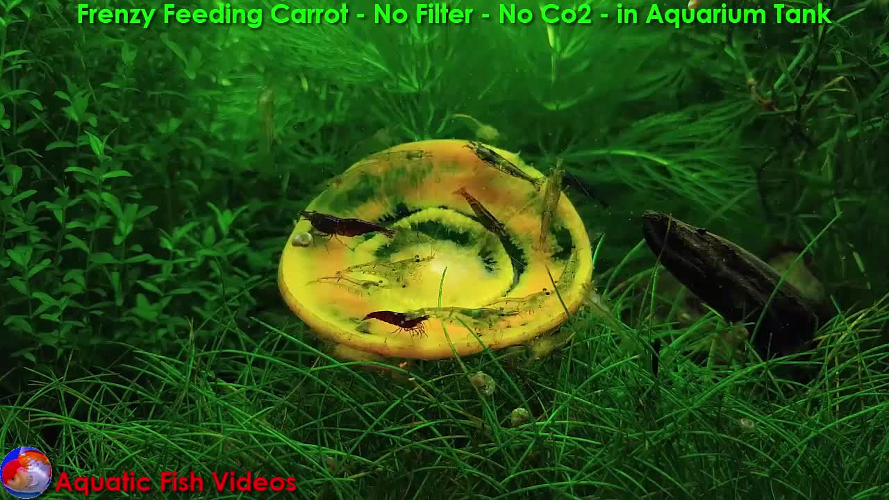 Frenzy Feeding Carrot - No Filter - No Co2 - in Aquarium Tank