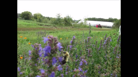 Smells Slightly Minty Hyssop Sept 2022