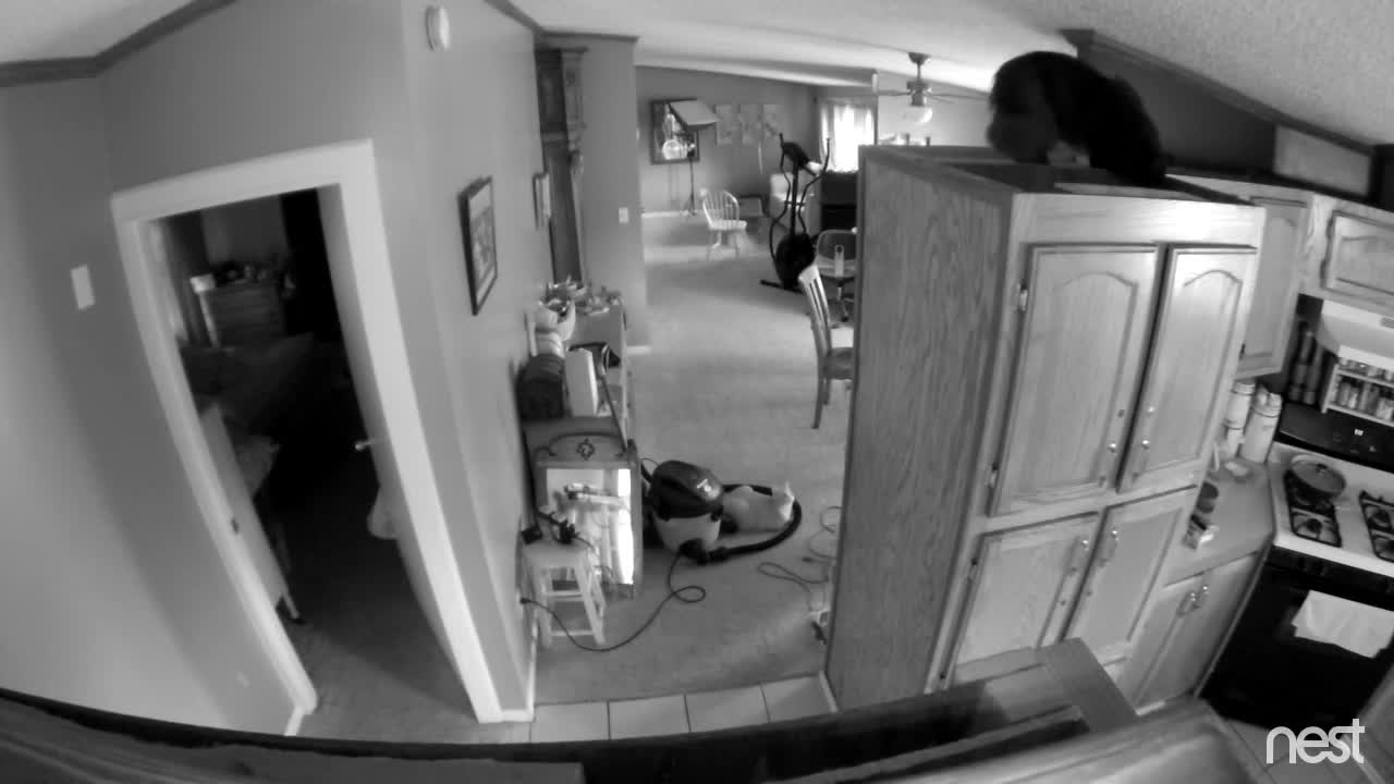 Security Camera Catches a Cats Acrobatics