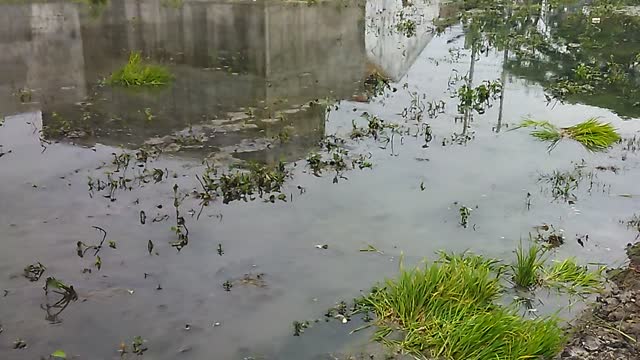 planting rice in the middle of the city