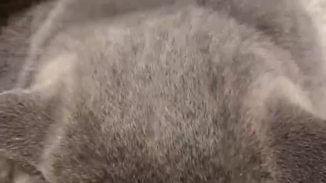 Handsome cat