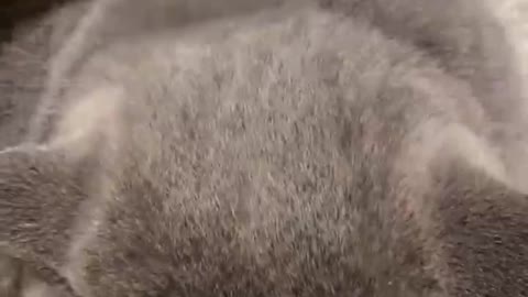 Handsome cat