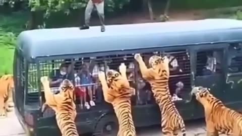 #Tigers attack tourist Bus 😮😮😯| wild adventure #Tiger