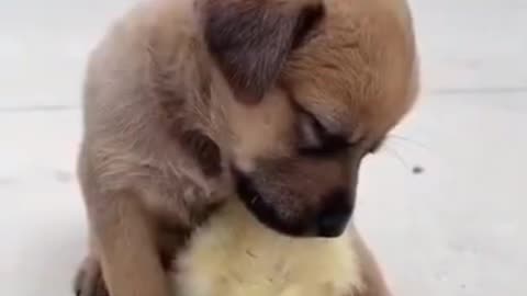 Cute puppy