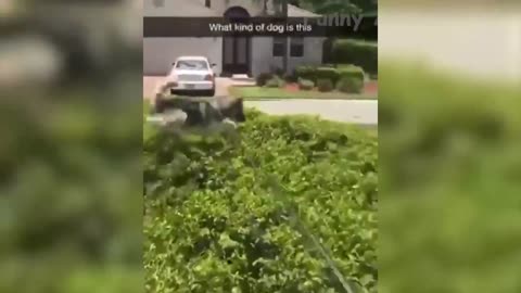 The Funniest 🐶 Dogs and 😻 Cats - Awesome Funny Pet Animals Videos 😇