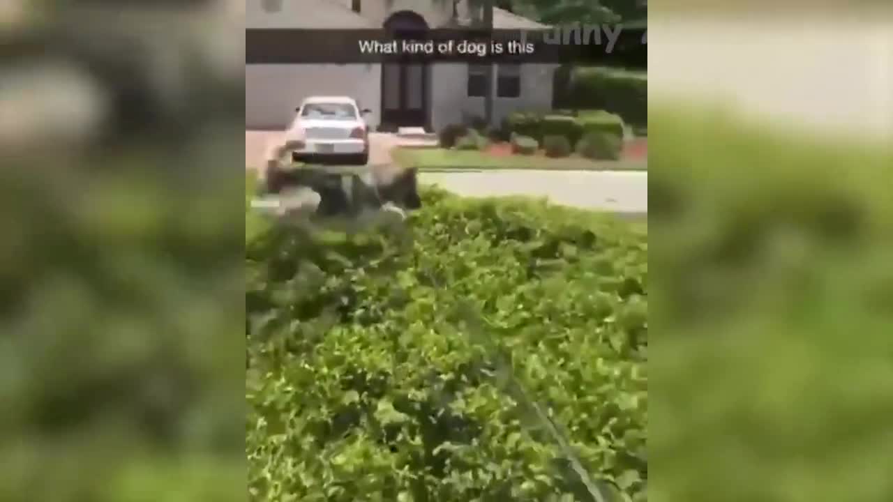 The Funniest 🐶 Dogs and 😻 Cats - Awesome Funny Pet Animals Videos 😇