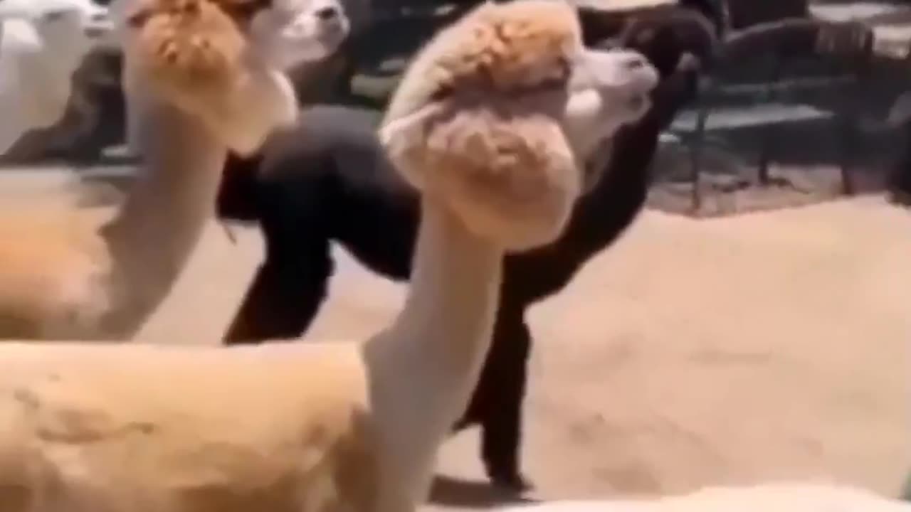 Very funny