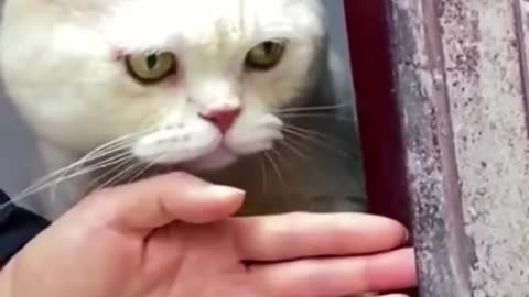 Cat funny video