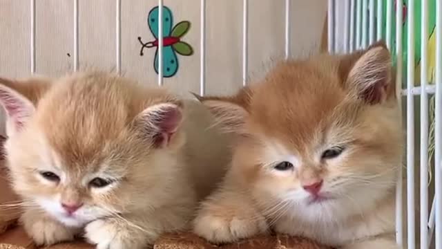 so cute 🥰