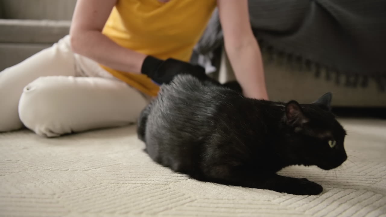 Unrecognizable Woman Sitting On Floor And Brushing Her Cute Black Cat Using Glove