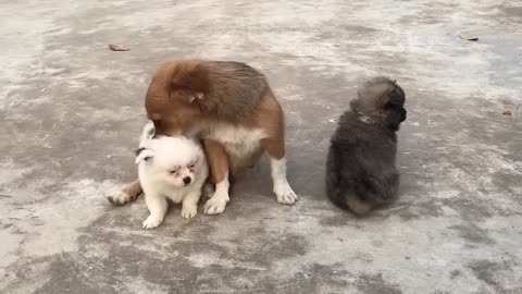 Cute puppy