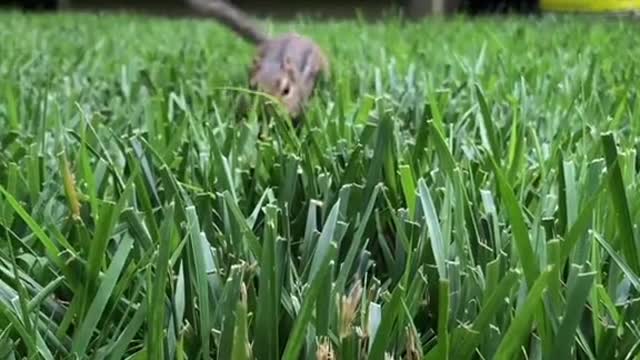 Dinky is faster then you, mr Dinky your tail cracks me up