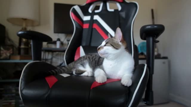 Comfy tabby cat enjoys lounging in gaming style swivel chair inside home