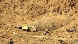Ukrainians learn demining from Cambodian experts