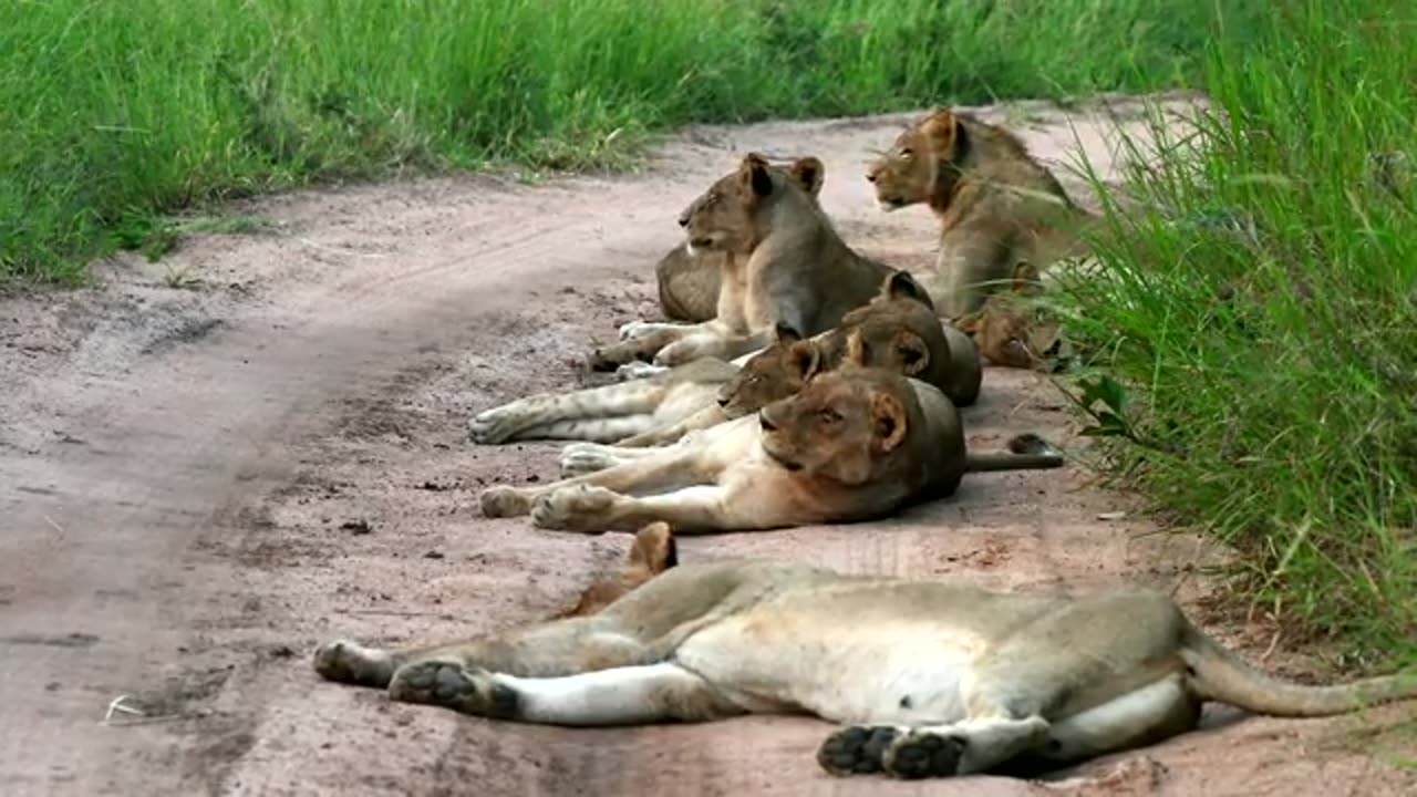 Male lion 🦁 Scarred and limping. Please follow me