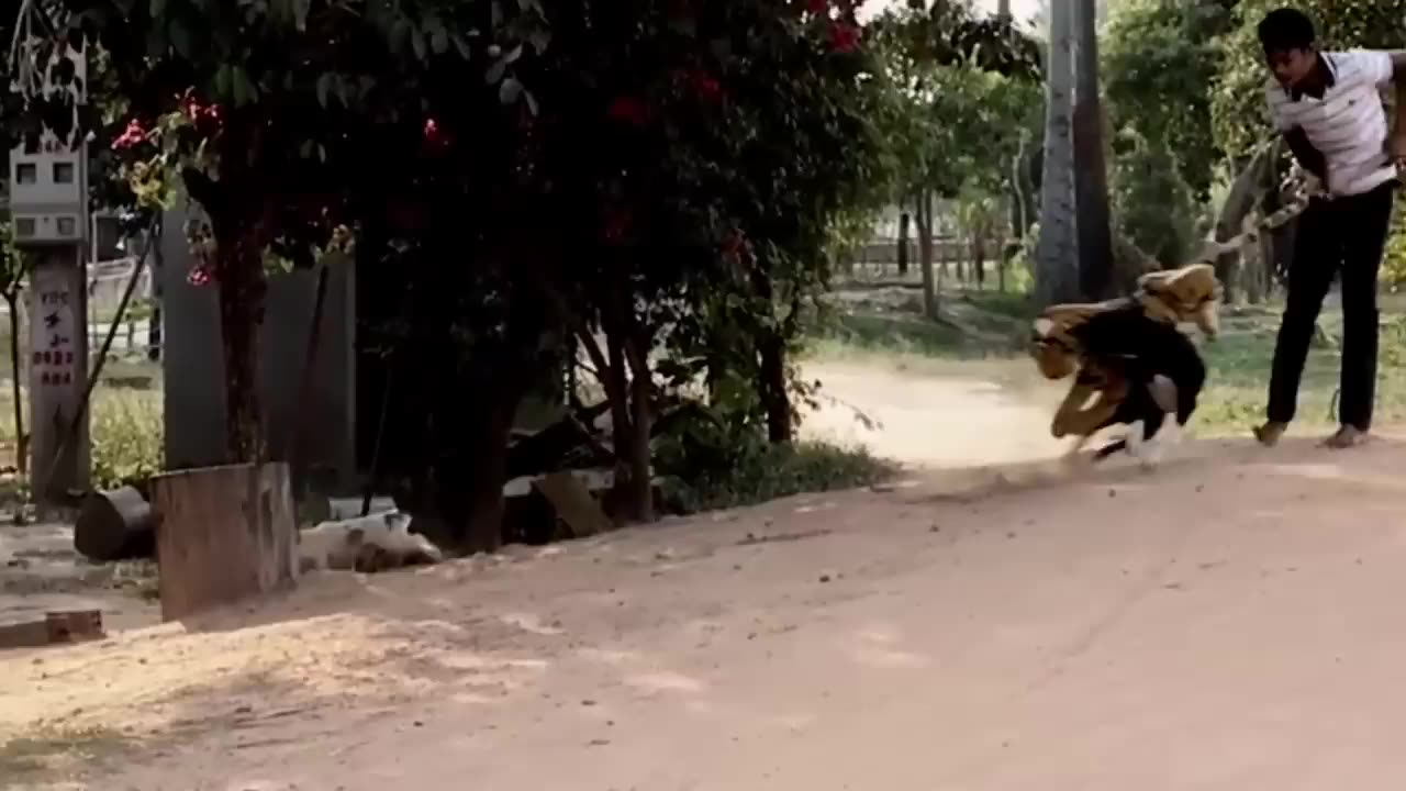 Trolling dogs with fake lion mask!