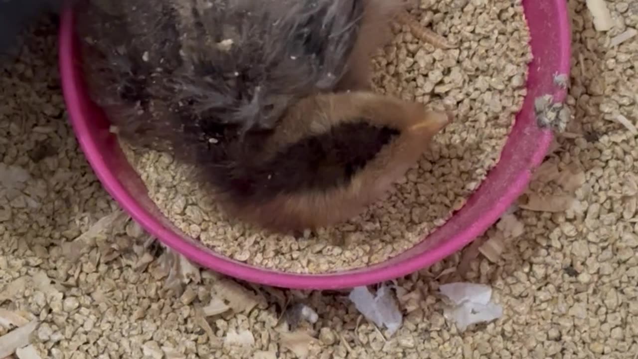 Baby chicks playing