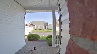 Doorbell Camera Catches Duck Flying Straight into the Door