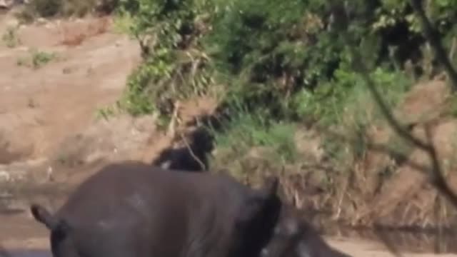 Grumpy Elephant tries to stab Baby Hippo...