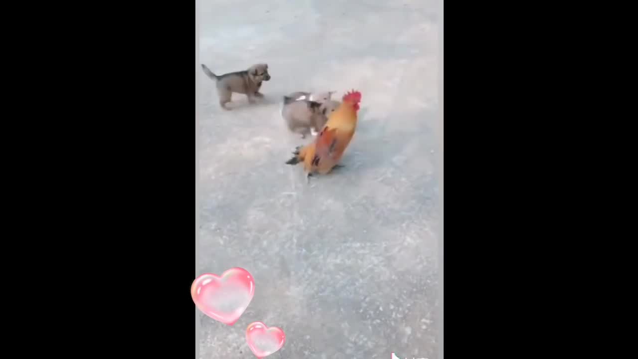 Chicken VS Dog Fight - Funny Dog Fight Videos 1