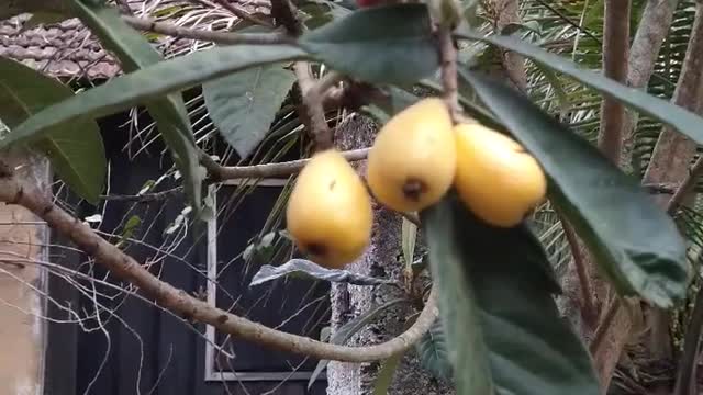 LOQUAT, GAMOT PALA SA CANCER SA BAGA ATBP