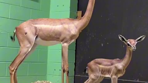 Amazing facts about Gerenuk