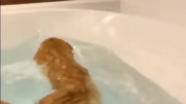 Cat Fell Into Bathtub, And Tries To Escape - TikTok Cats (#Funny #Animals #434)