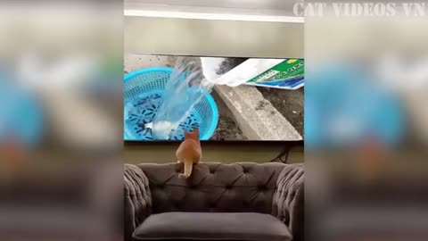 Funny animal videos