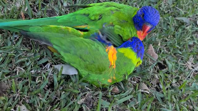 Playful Rainbow Lorikeets Tumble in the Grass