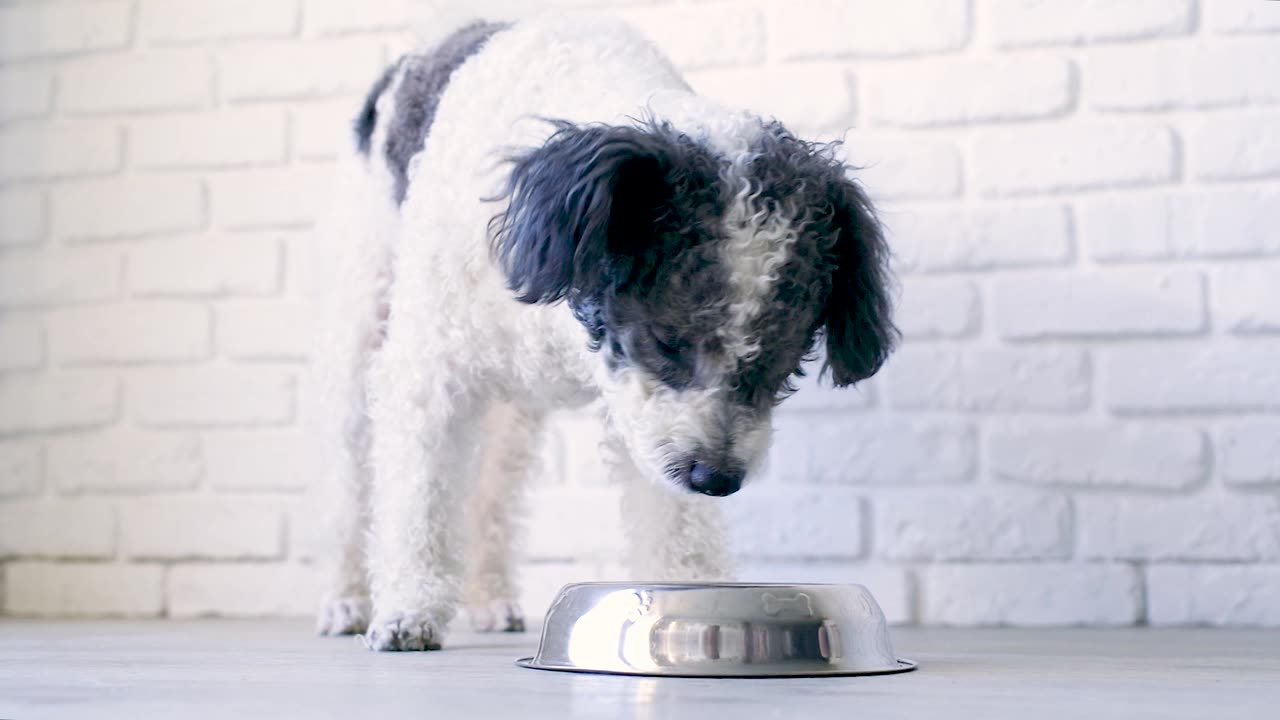 Cute-mixed-breed-dog-eating-from-the-bowl-at-home-white