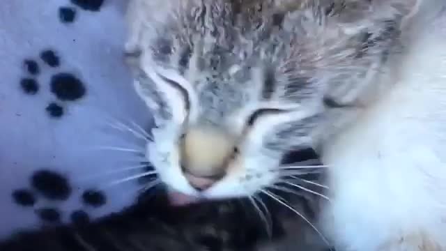 Love Pets